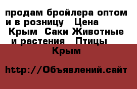 продам бройлера оптом и в розницу › Цена ­ 110 - Крым, Саки Животные и растения » Птицы   . Крым